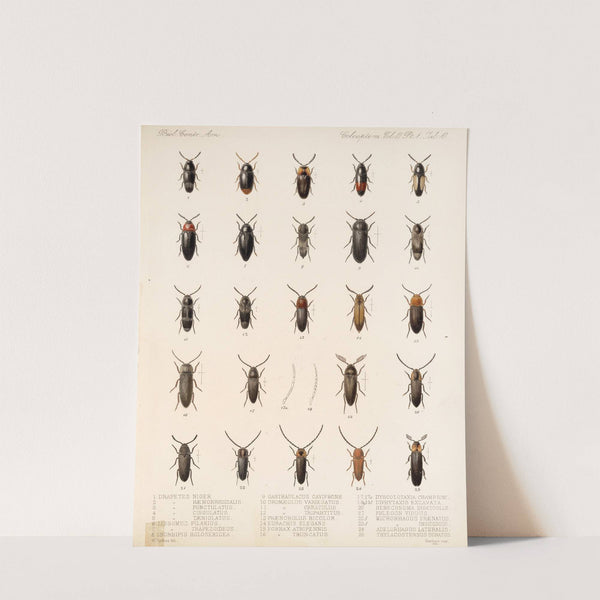 Insecta Coleoptera Pl 065 by Frederick DuCane Godman