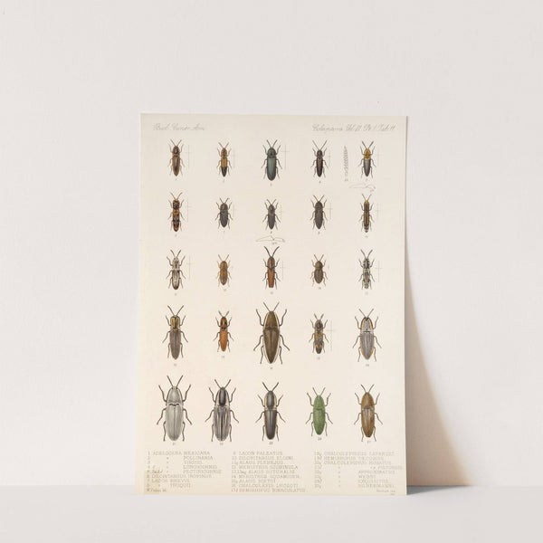 Insecta Coleoptera Pl 066 by Frederick DuCane Godman