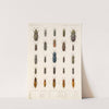 Insecta Coleoptera Pl 067 by Frederick DuCane Godman