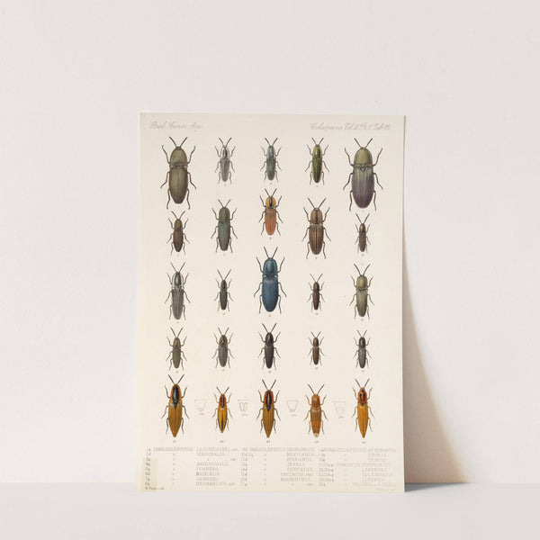 Insecta Coleoptera Pl 067 by Frederick DuCane Godman