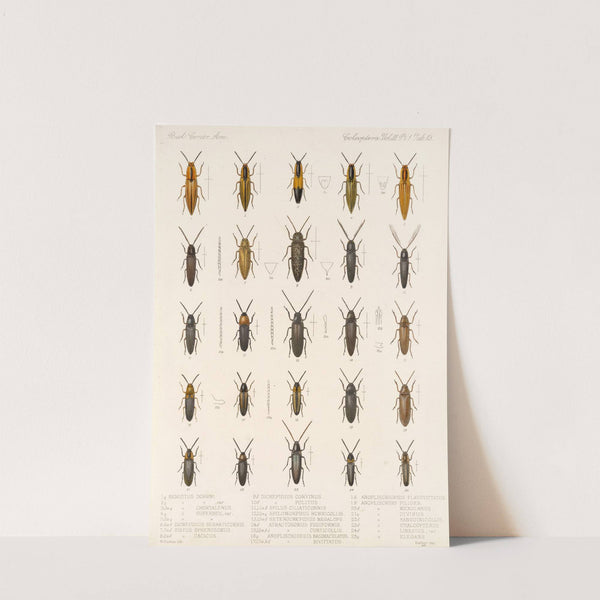 Insecta Coleoptera Pl 068 by Frederick DuCane Godman