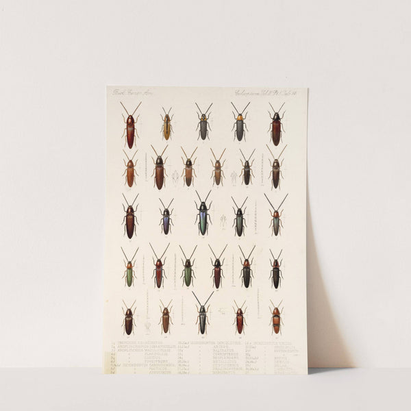 Insecta Coleoptera Pl 069 by Frederick DuCane Godman