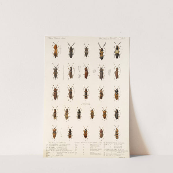 Insecta Coleoptera Pl 070 by Frederick DuCane Godman