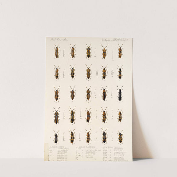 Insecta Coleoptera Pl 071 by Frederick DuCane Godman