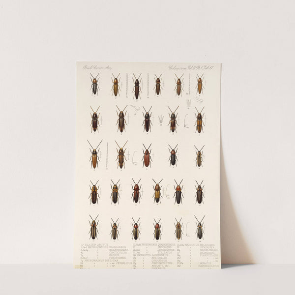 Insecta Coleoptera Pl 072 by Frederick DuCane Godman