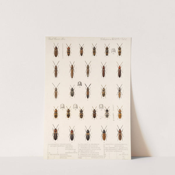 Insecta Coleoptera Pl 073 by Frederick DuCane Godman