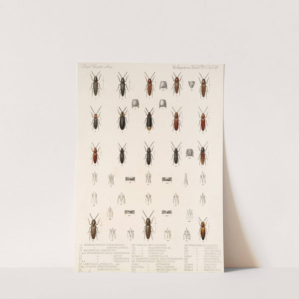 Insecta Coleoptera Pl 075 by Frederick DuCane Godman