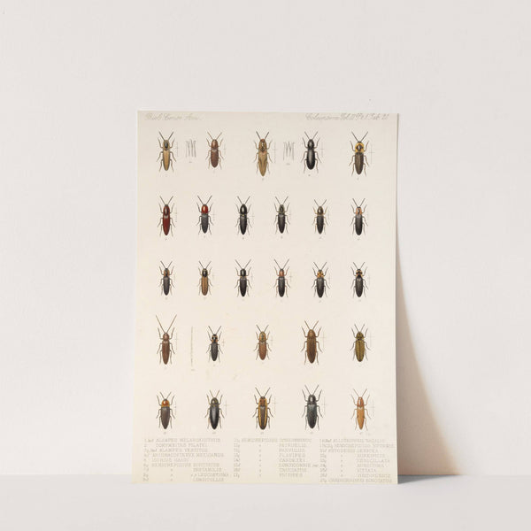 Insecta Coleoptera Pl 076 by Frederick DuCane Godman