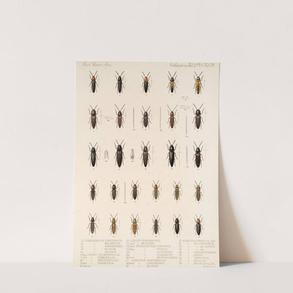 Insecta Coleoptera Pl 077 by Frederick DuCane Godman