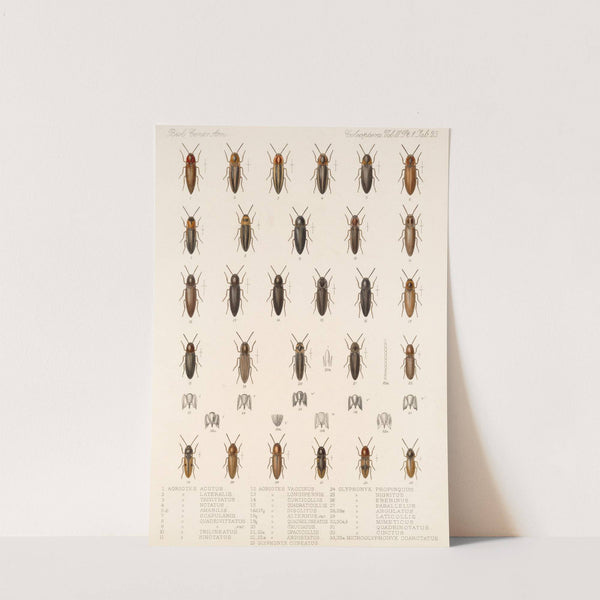 Insecta Coleoptera Pl 078 by Frederick DuCane Godman