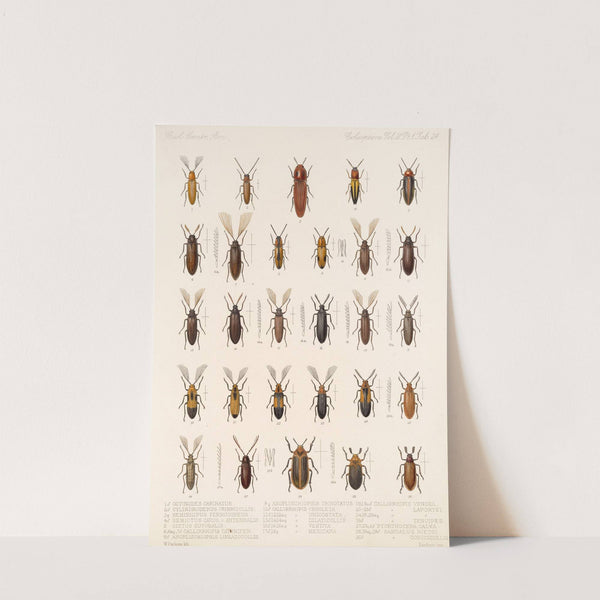 Insecta Coleoptera Pl 079 by Frederick DuCane Godman