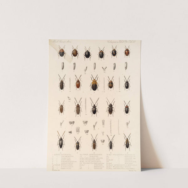 Insecta Coleoptera Pl 082 by Frederick DuCane Godman