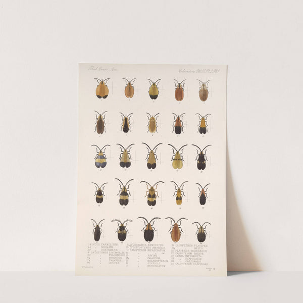 Insecta Coleoptera Pl 083 by Frederick DuCane Godman