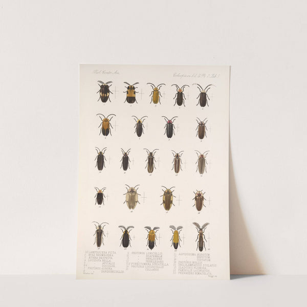 Insecta Coleoptera Pl 085 by Frederick DuCane Godman