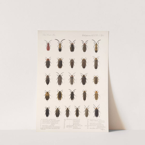 Insecta Coleoptera Pl 086 by Frederick DuCane Godman