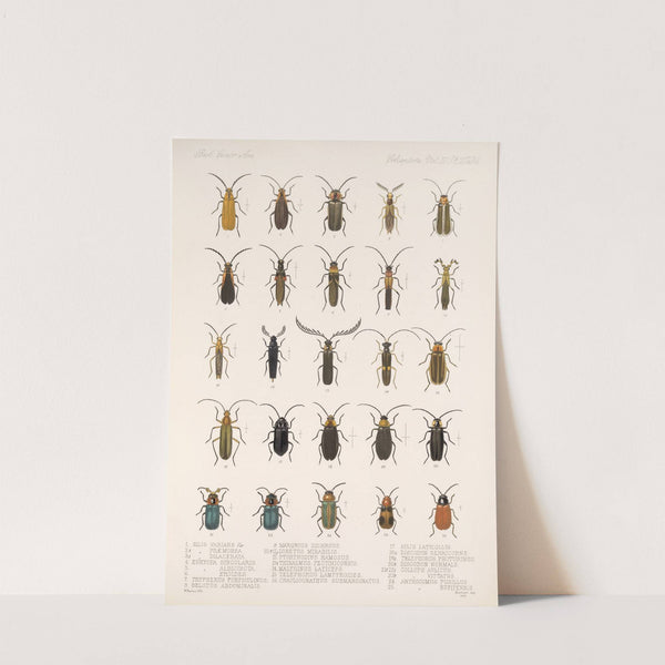 Insecta Coleoptera Pl 088 by Frederick DuCane Godman