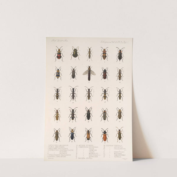 Insecta Coleoptera Pl 089 by Frederick DuCane Godman