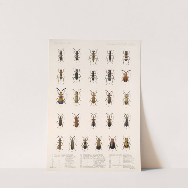 Insecta Coleoptera Pl 091 by Frederick DuCane Godman