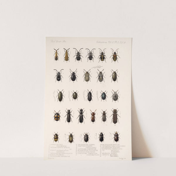 Insecta Coleoptera Pl 092 by Frederick DuCane Godman