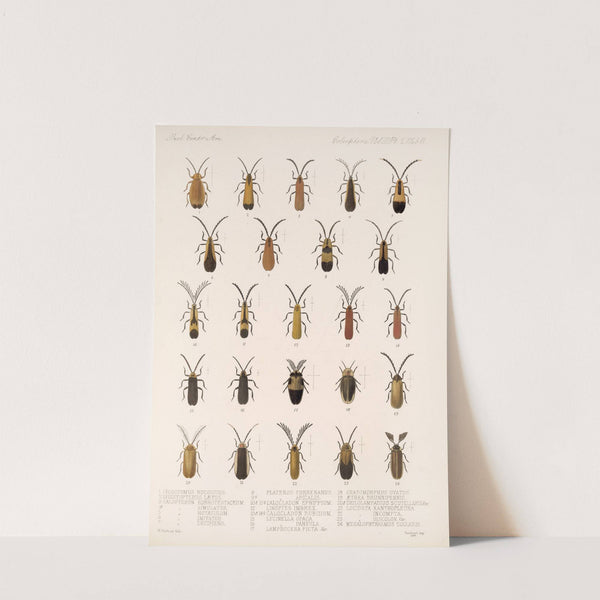 Insecta Coleoptera Pl 093 by Frederick DuCane Godman