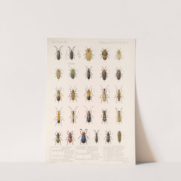 Insecta Coleoptera Pl 094 by Frederick DuCane Godman
