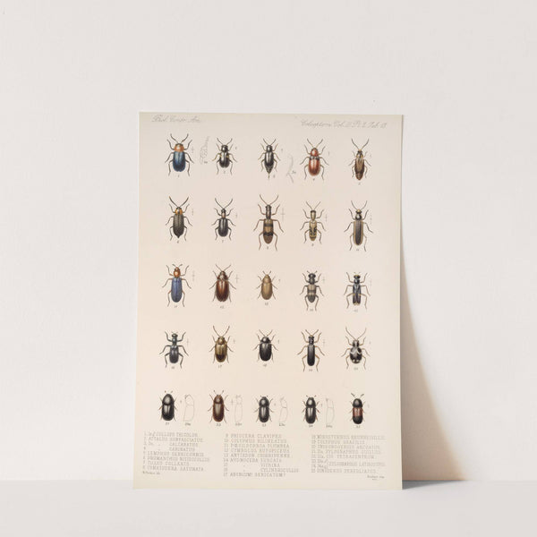 Insecta Coleoptera Pl 095 by Frederick DuCane Godman