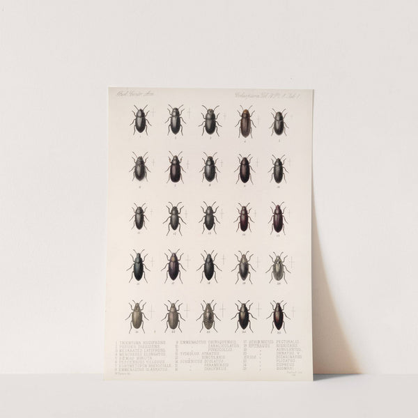 Insecta Coleoptera Pl 096 by Frederick DuCane Godman