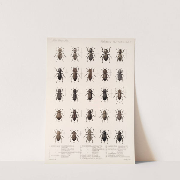 Insecta Coleoptera Pl 097 by Frederick DuCane Godman