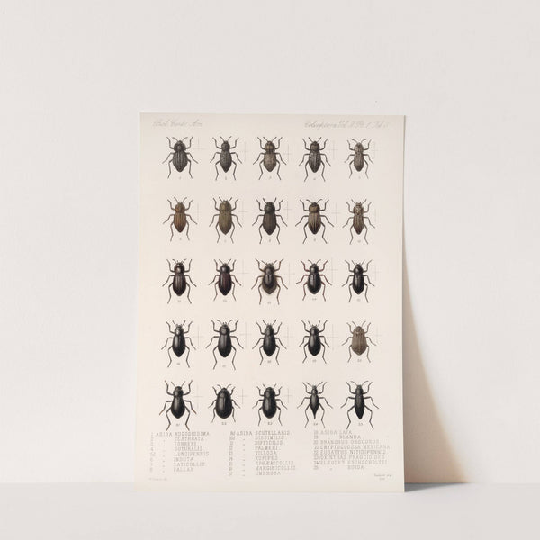 Insecta Coleoptera Pl 098 by Frederick DuCane Godman