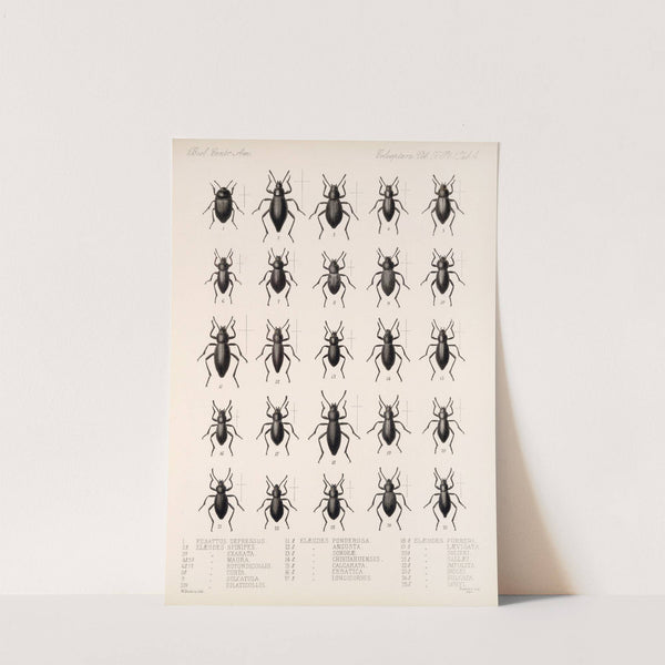 Insecta Coleoptera Pl 099 by Frederick DuCane Godman