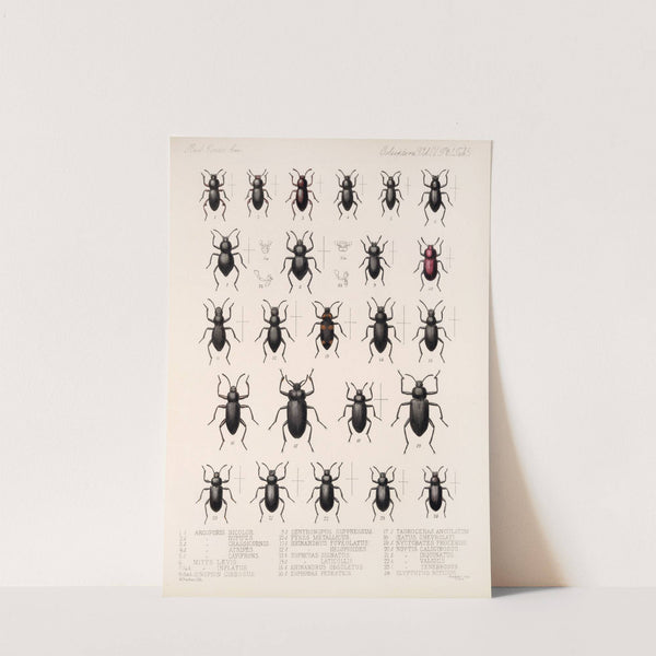 Insecta Coleoptera Pl 100 by Frederick DuCane Godman