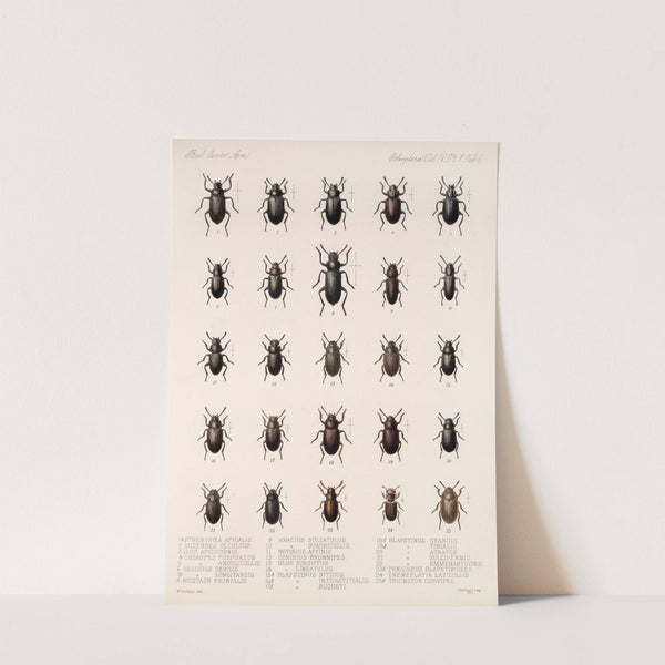 Insecta Coleoptera Pl 101 by Frederick DuCane Godman