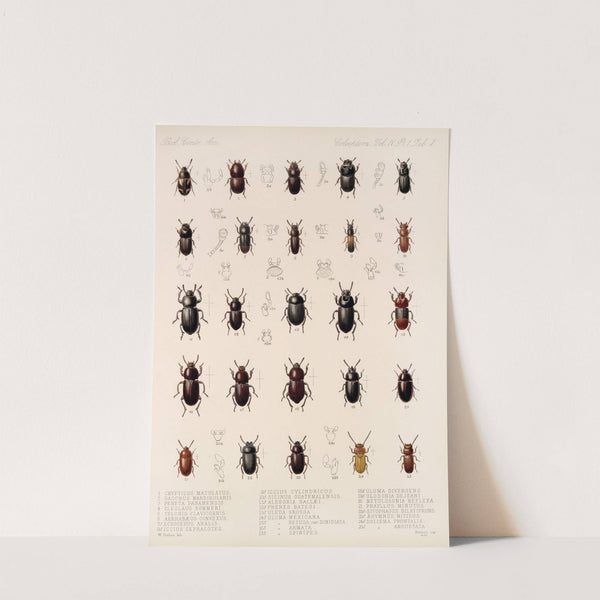 Insecta Coleoptera Pl 102 by Frederick DuCane Godman