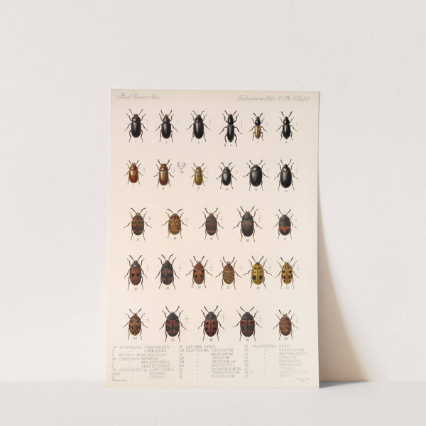 Insecta Coleoptera Pl 103 by Frederick DuCane Godman