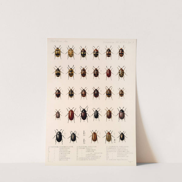 Insecta Coleoptera Pl 104 by Frederick DuCane Godman