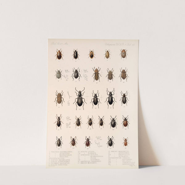 Insecta Coleoptera Pl 105 by Frederick DuCane Godman