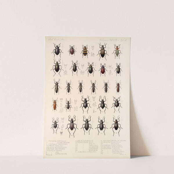 Insecta Coleoptera Pl 106 by Frederick DuCane Godman