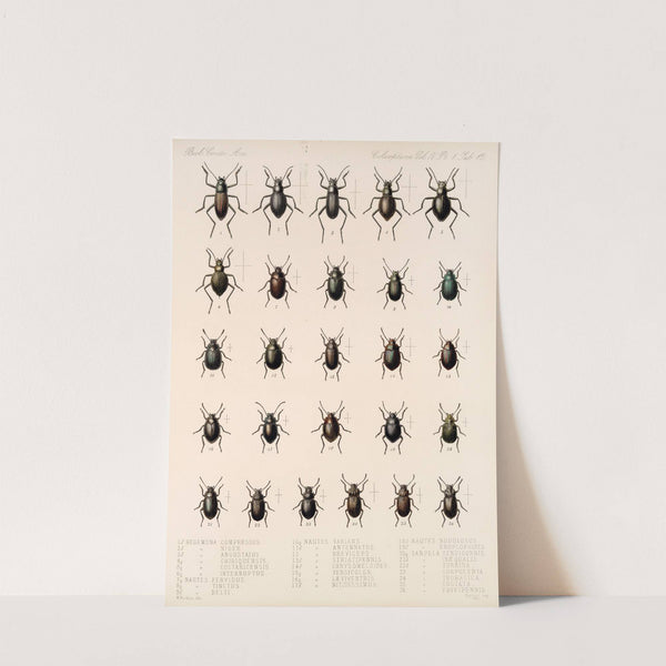 Insecta Coleoptera Pl 107 by Frederick DuCane Godman