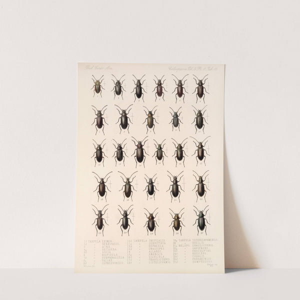 Insecta Coleoptera Pl 108 by Frederick DuCane Godman