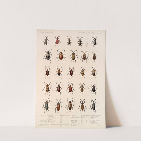 Insecta Coleoptera Pl 109 by Frederick DuCane Godman