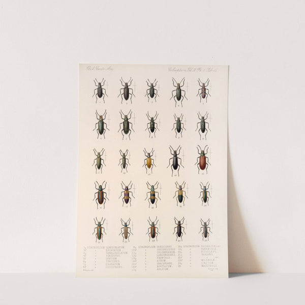 Insecta Coleoptera Pl 110 by Frederick DuCane Godman