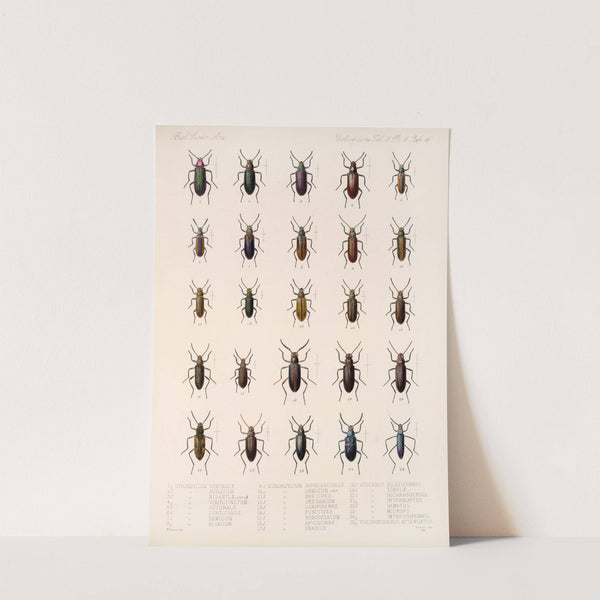 Insecta Coleoptera Pl 111 by Frederick DuCane Godman