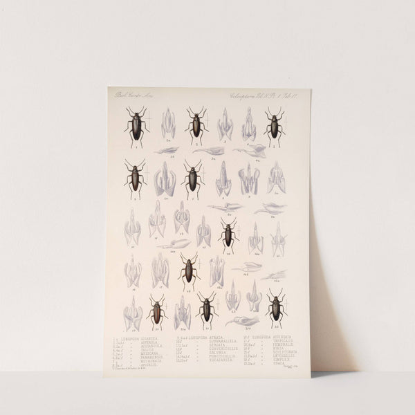 Insecta Coleoptera Pl 112 by Frederick DuCane Godman