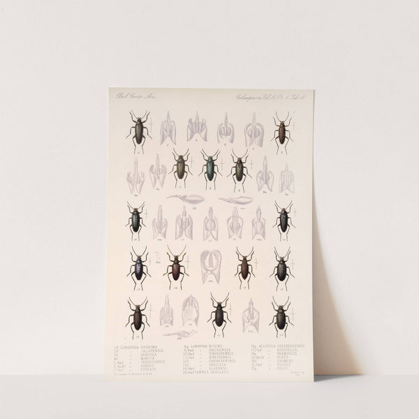 Insecta Coleoptera Pl 113 by Frederick DuCane Godman