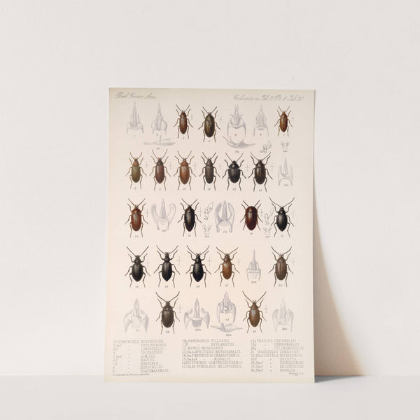 Insecta Coleoptera Pl 115 by Frederick DuCane Godman