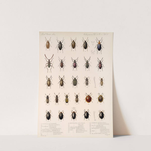 Insecta Coleoptera Pl 116 by Frederick DuCane Godman