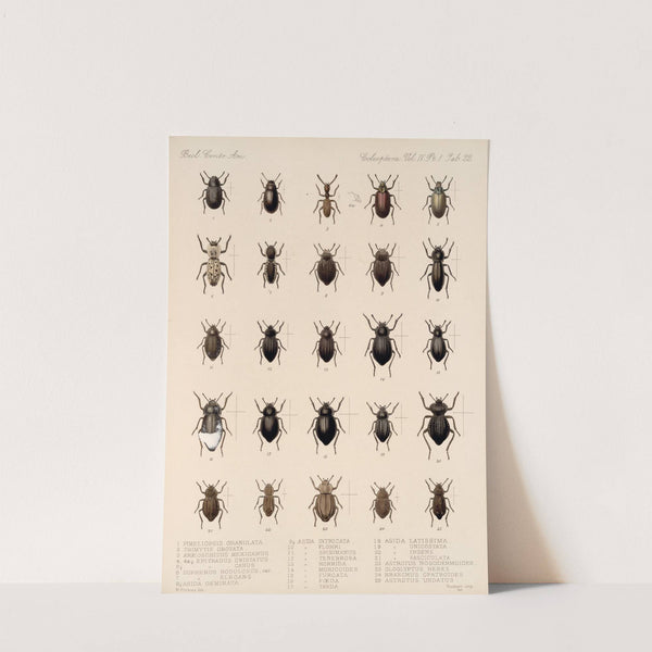 Insecta Coleoptera Pl 117 by Frederick DuCane Godman