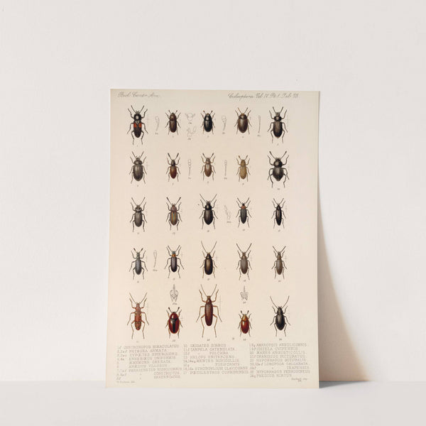 Insecta Coleoptera Pl 118 by Frederick DuCane Godman