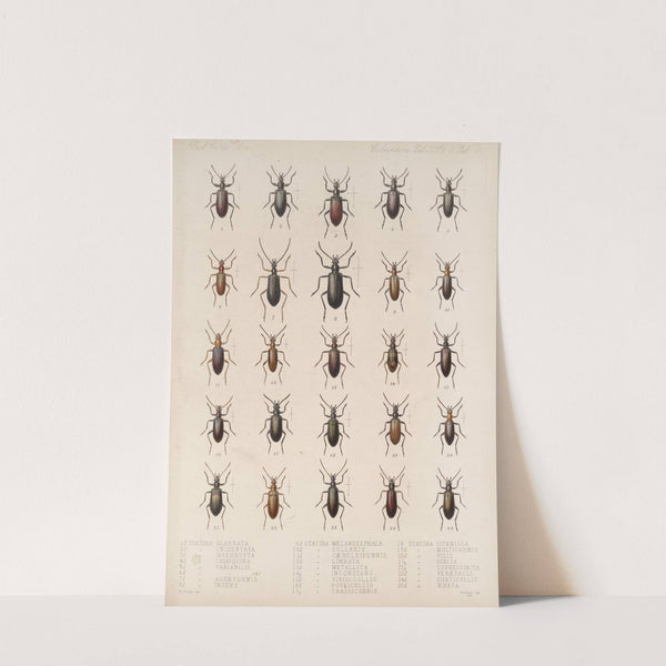 Insecta Coleoptera Pl 119 by Frederick DuCane Godman