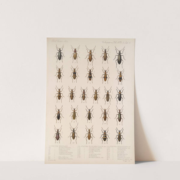 Insecta Coleoptera Pl 120 by Frederick DuCane Godman